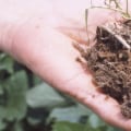 Organic vs Inorganic Search: What's the Difference?